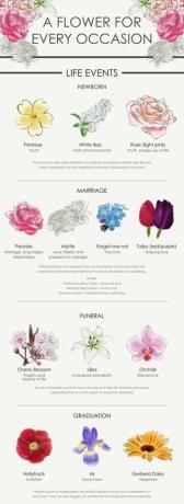 Infografica fiore
