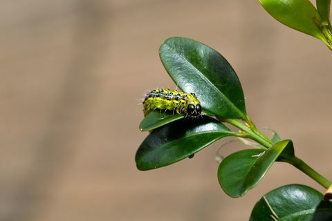 Bruco del lepidottero dell'albero della scatola sulla foglia