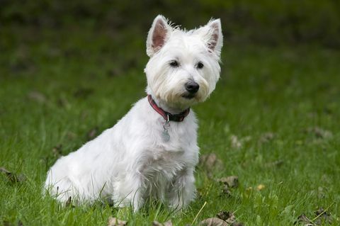 cane terrier bianco west highland, regno unito, seduto in giardino, carino, vigile