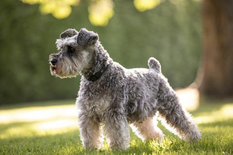 schnauzer