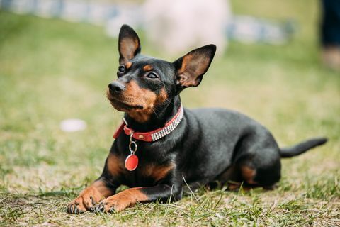 pinscher in miniatura nero zwergpinscher, pin minimo seduto sull'erba verde