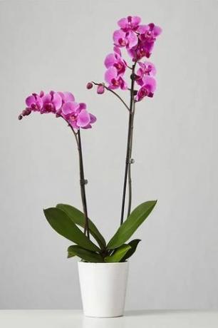 Orchidea viola 