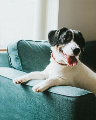 il simpatico giovane cane bianco e nero si siede su un comodo divano blu davanti a una finestra su cui appende le zampe il bracciolo della sedia e distoglie lo sguardo dalla telecamera la sua lingua è penzoloni e sembra felice e contenuto