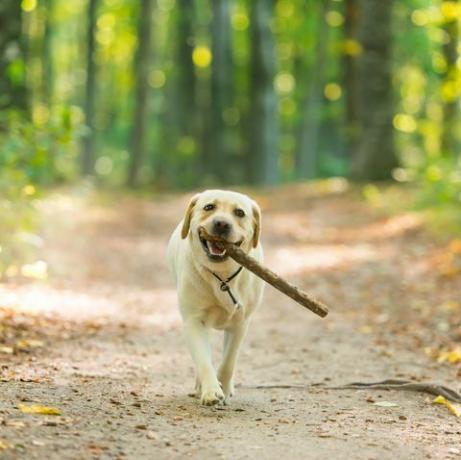 labrador retriever