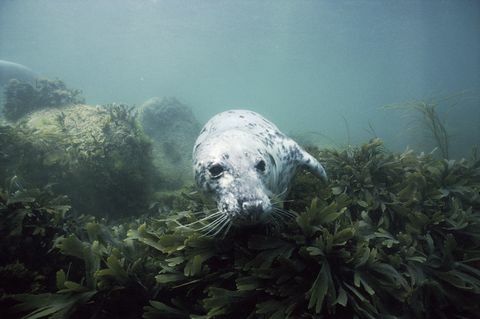 sigillo isola lundy