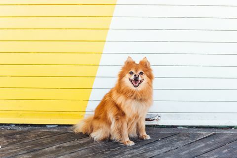 Pomeranian Guardando La Fotocamera