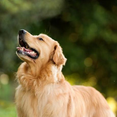 Golden retriever