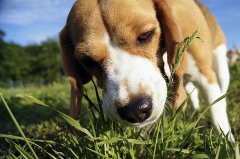 Perché i cani mangiano erba? È sicuro?