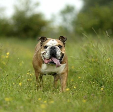 bulldog inglese