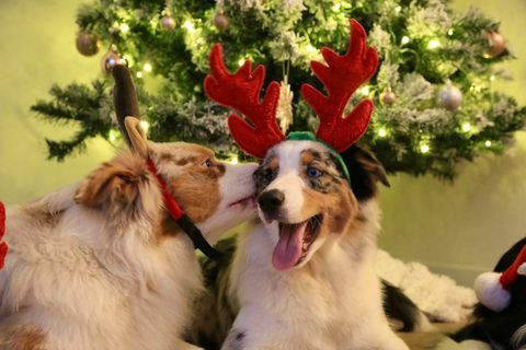 Foto di animali domestici festivi