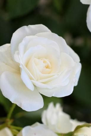 primo piano di rosa bianca che fiorisce all'aperto