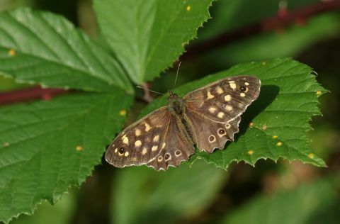 una bella farfalla di legno maculata, paregole egee, che si appollaia su una foglia in una radura del bosco nel Regno Unito