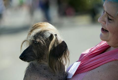 Himisaboo, cane con i capelli di Donald Trump