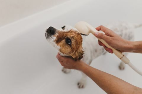 mani tagliate di donna che fa il bagno cane nella vasca da bagno in bagno