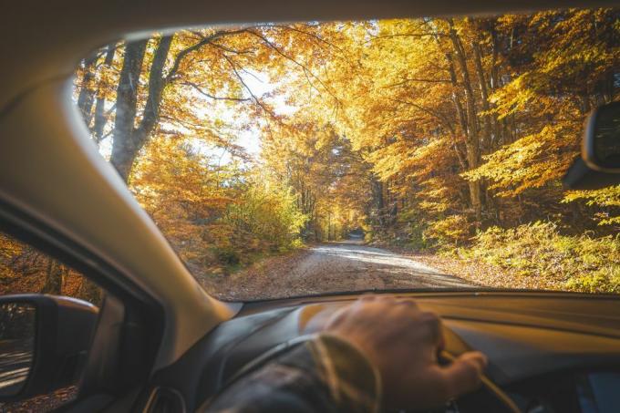 prospettiva personale dell'uomo che guida in una lussureggiante foresta in autunno