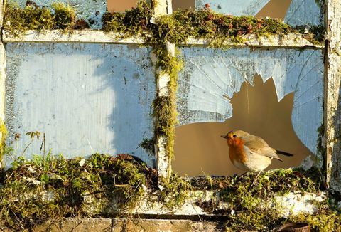 robin window