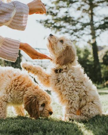 due cuccioli di cockapoo color sabbia che vengono addestrati in un giardino soleggiato