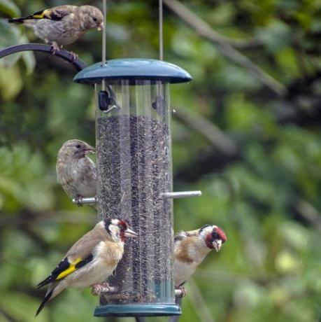 una famiglia di cardellino si nutre di semi di niger da una mangiatoia per uccelli in un giardino inglese