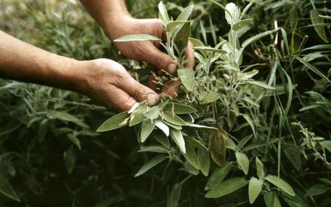 Persona che raccoglie le foglie di salvia dal giardino delle erbe