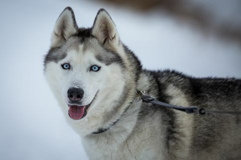 Husky siberiano