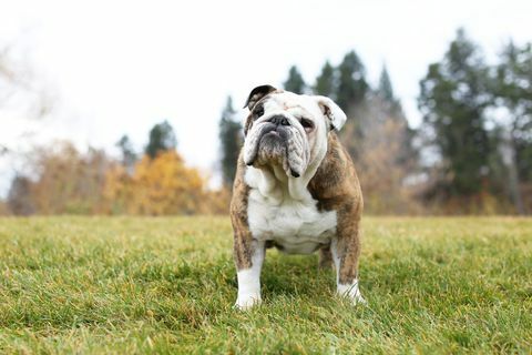 Ritratto di bulldog in piedi sull'erba del parco