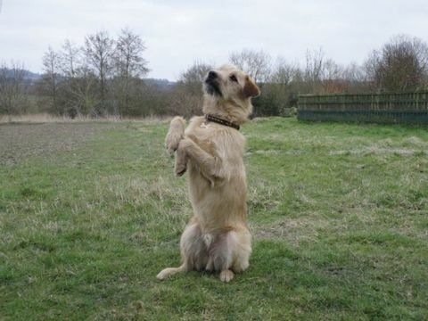 Orzo il cane