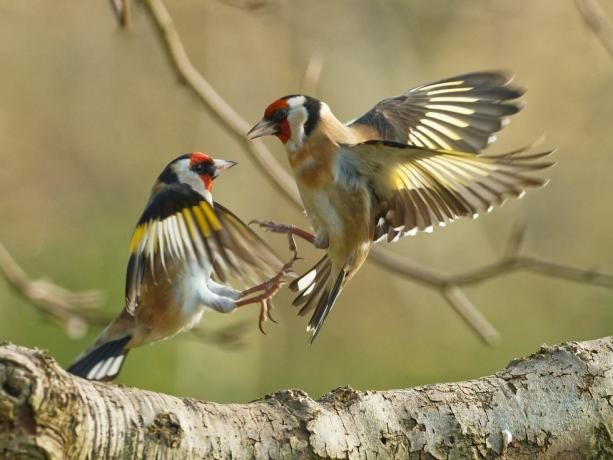 fotografia di uccelli fauna selvatica del giardino