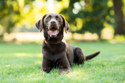 Cane di Labrador del cioccolato che mette su erba all'aperto