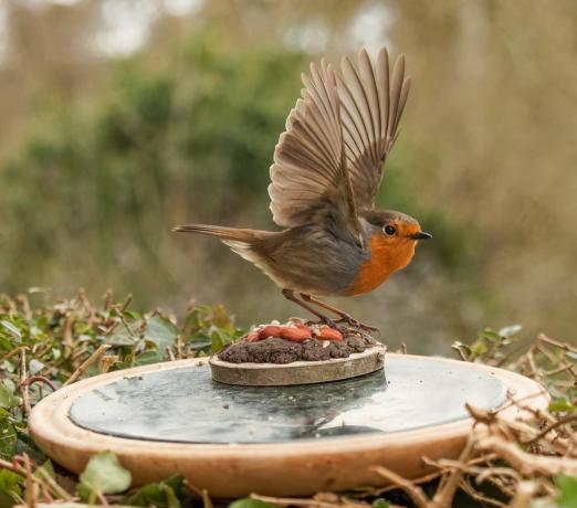 fotografia di uccelli fauna selvatica del giardino