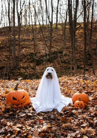 cane che indossa un costume da fantasma fai da te seduto tra le zucche