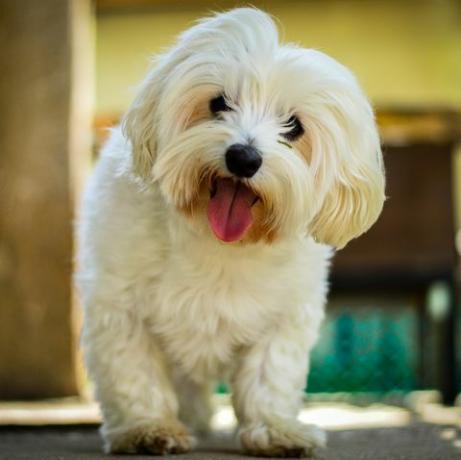 cane maltese