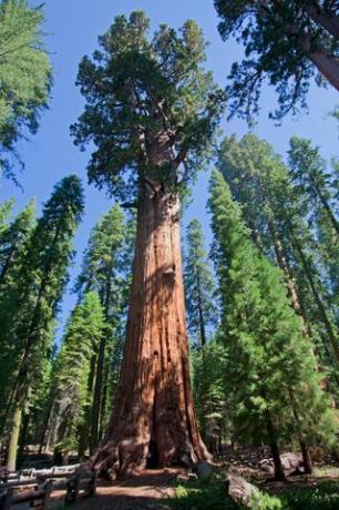 Albero della sequoia nel parco nazionale della sequoia, California