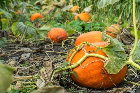 come prevenire le zucche marce sulla vite