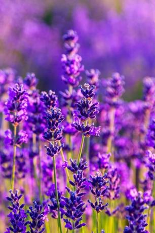 campo di lavanda viola