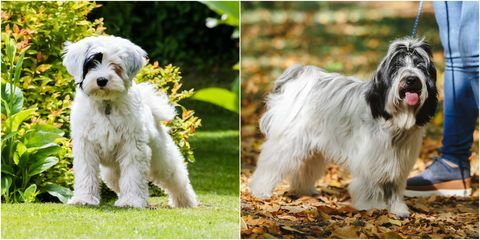 un terrier tibetano da adulto e un cucciolo