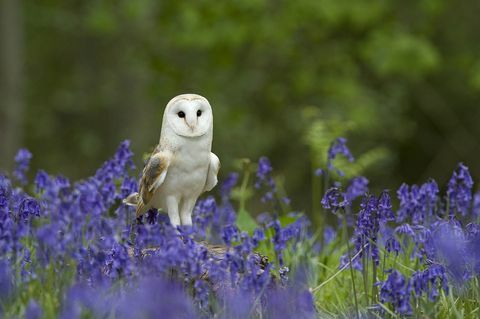 Gufo in campanule