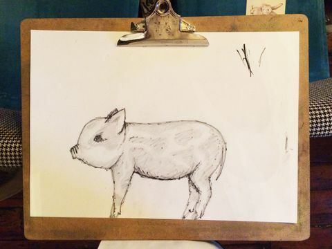 lezione di disegno di maiale