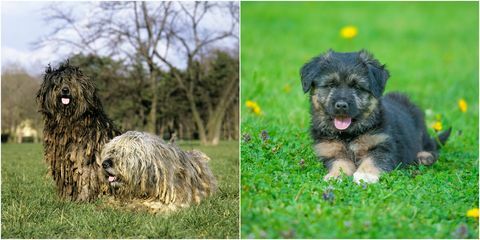 un cucciolo di bergamasco e un adulto