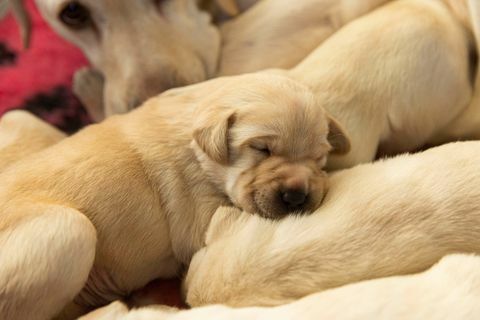 cani guida 2023 cucciolata che dorme