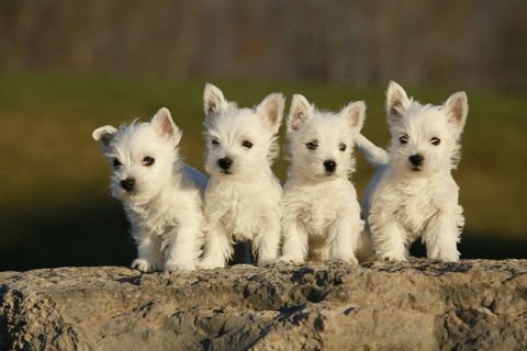 Cuccioli di West Highland Terrier