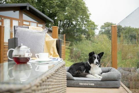 il tuo cane potrebbe recensire case vacanze a Devon