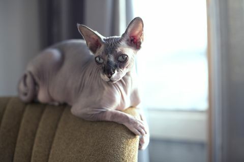 sphynxcat su una sedia vintage