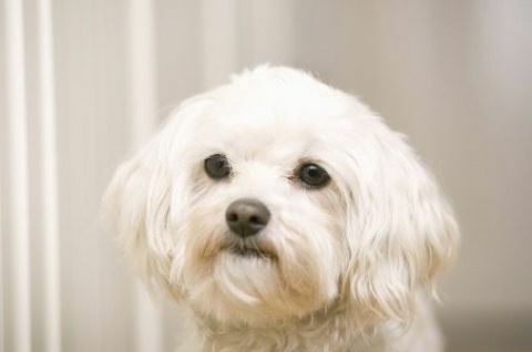 cucciolo di cane bolonka zwetna