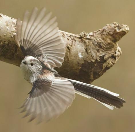 fotografia di uccelli giardino della fauna selvatica