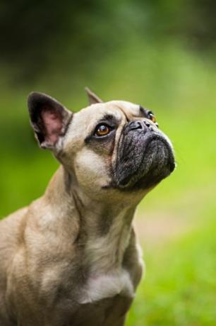 cucciolo di bulldog francese