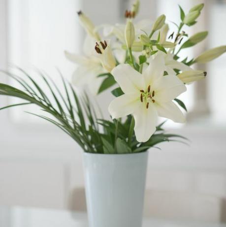 fiore di giglio bianco in un vaso