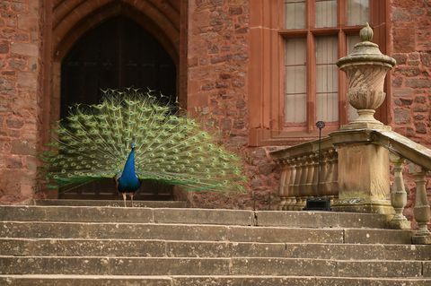 un pavone che mostra le sue piume di coda al castello di Powis, Galles