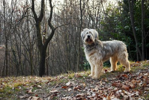 Cane da pastore bergamasco in posizione attenta