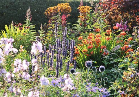 Dunvorist Cottage, Angus, Herbaceous Perennials - Schema dei giardini scozzesi