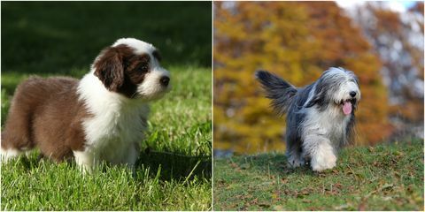 Cane barbuto delle collie come cucciolo e adulto